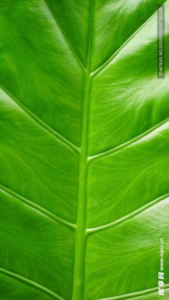 翠綠葉片紋理特寫