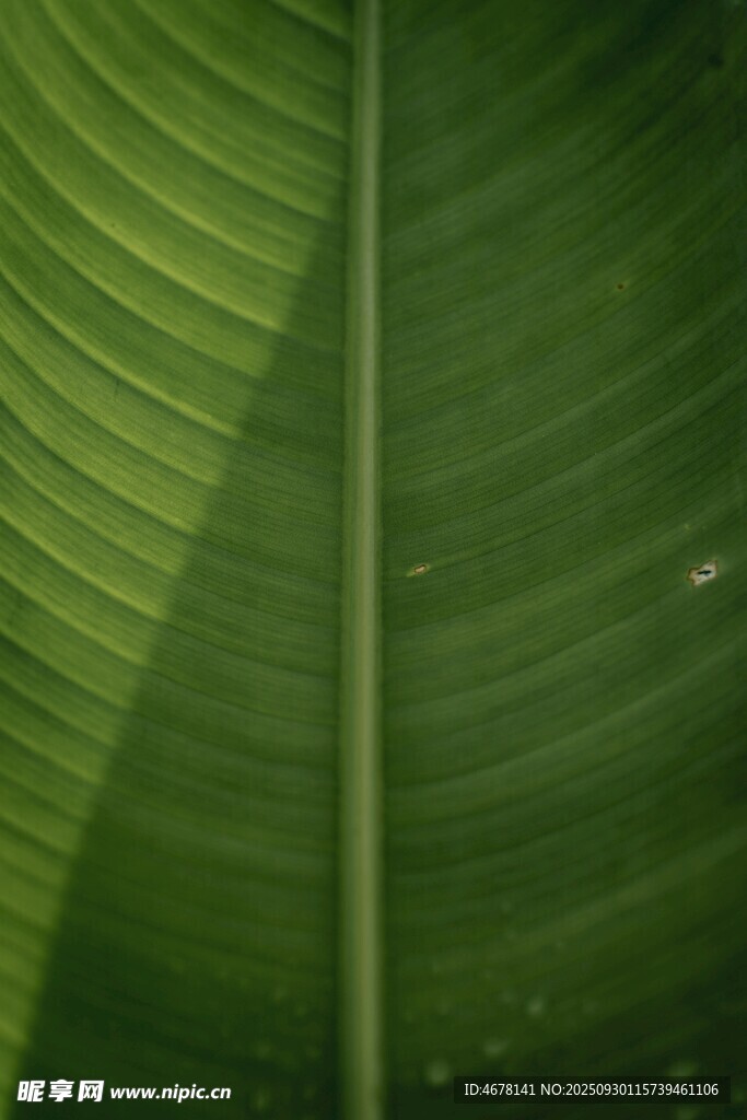 翠綠芭蕉葉紋理特寫