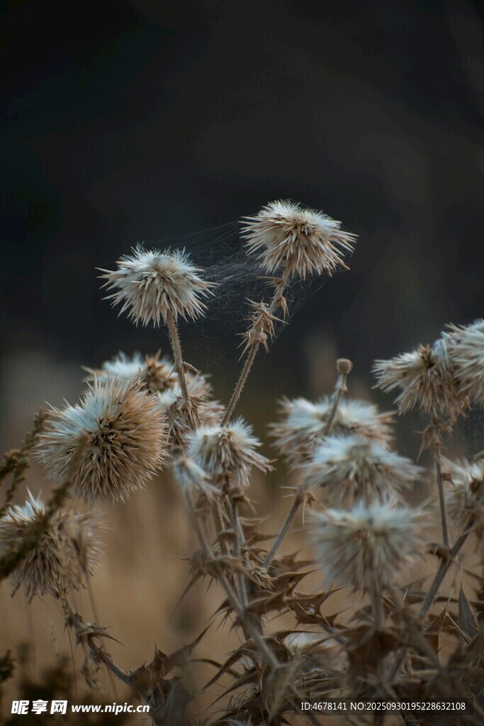 干枯植物特寫