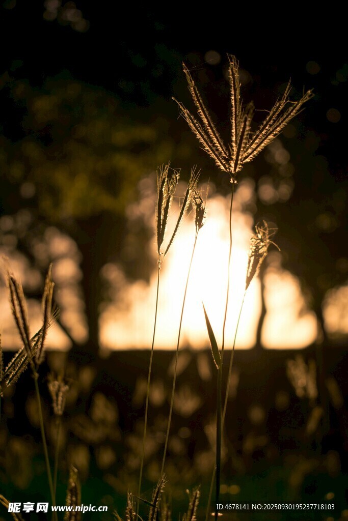 夕陽下的草影