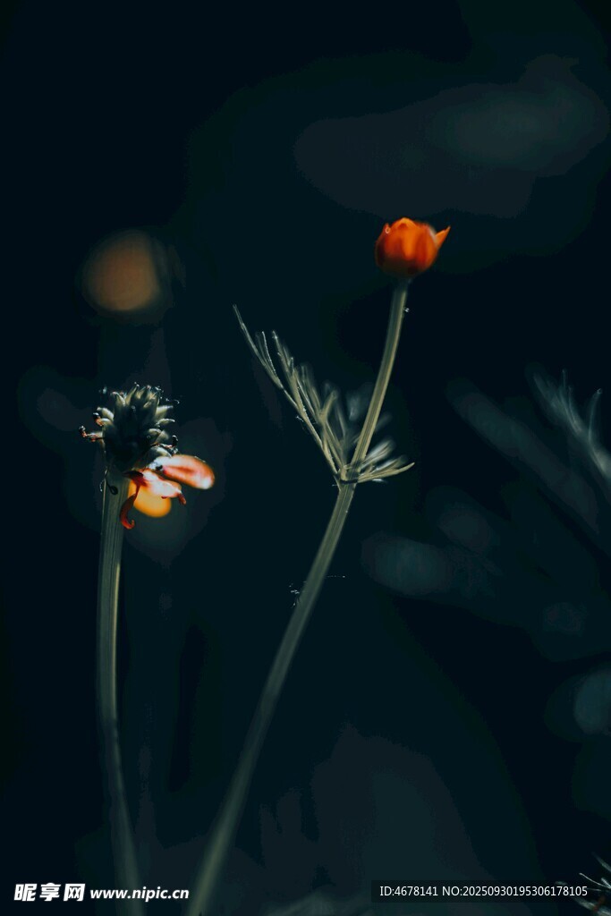 暗夜中的嬌艷小花