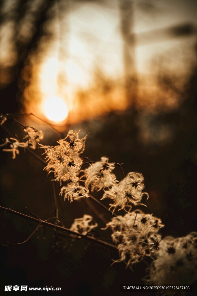 夕陽下綻放的柔美花朵