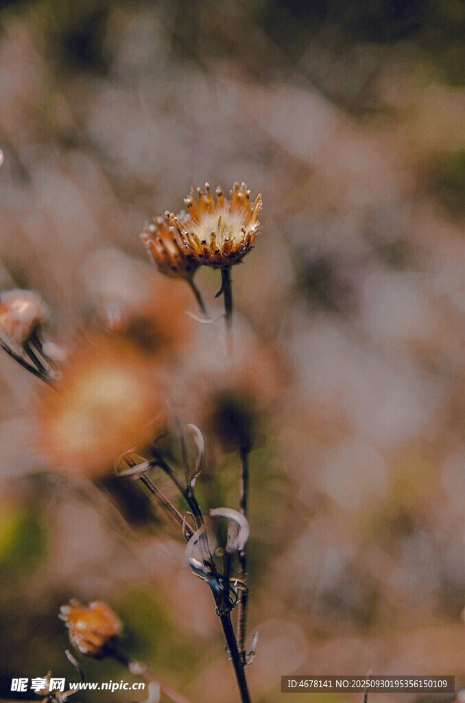 枯萎花朵特寫