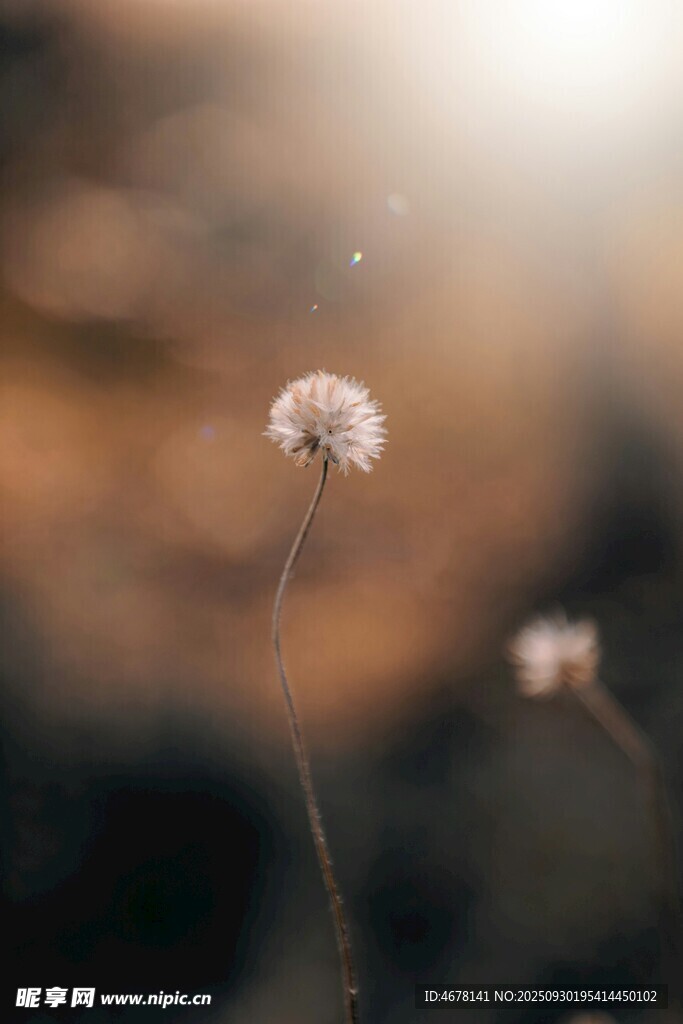 陽光下的單株蒲公英
