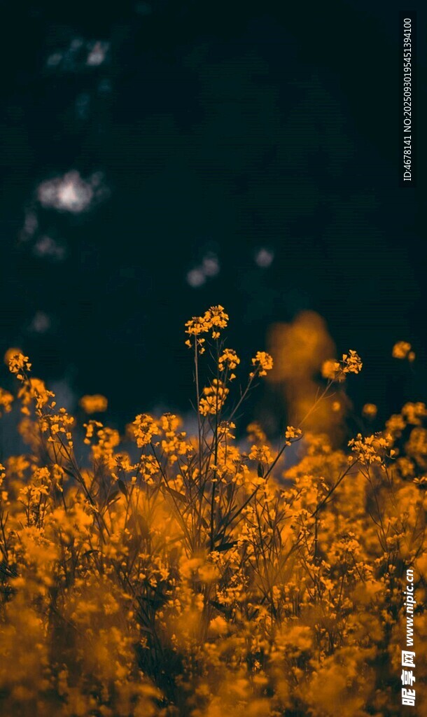 金黃花海綻放自然之美