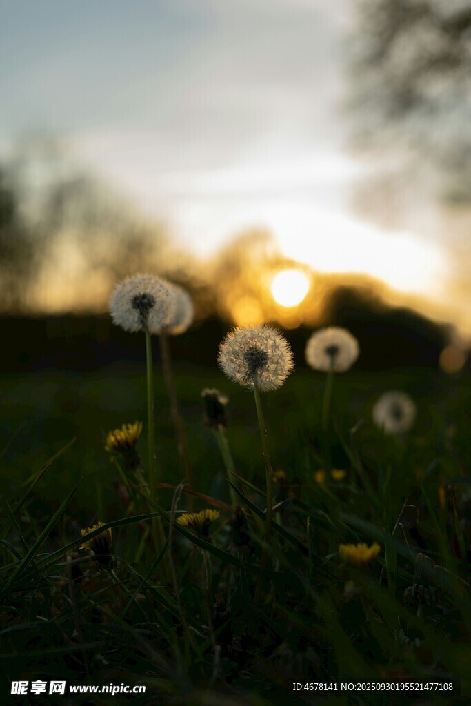 夕陽下的蒲公英