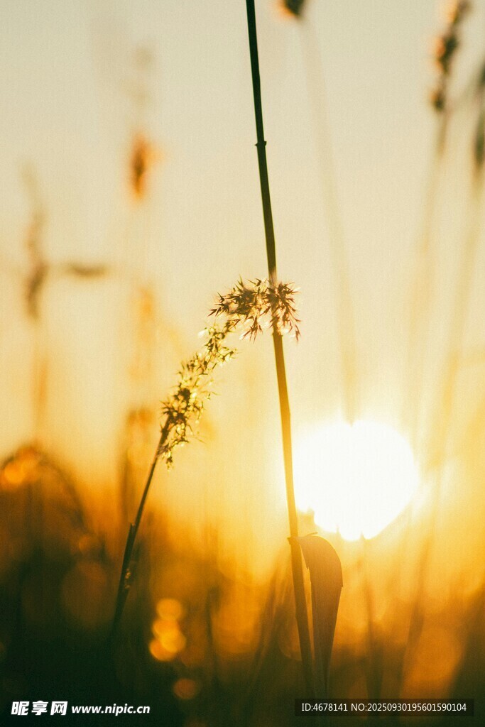 夕陽下的草影