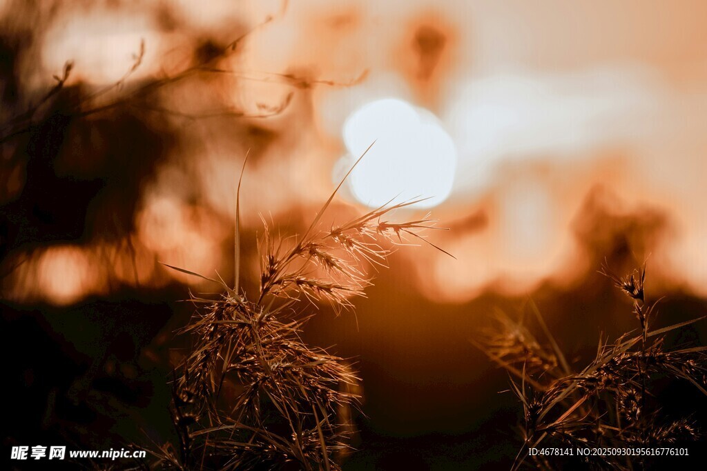 夕陽下的草叢美景