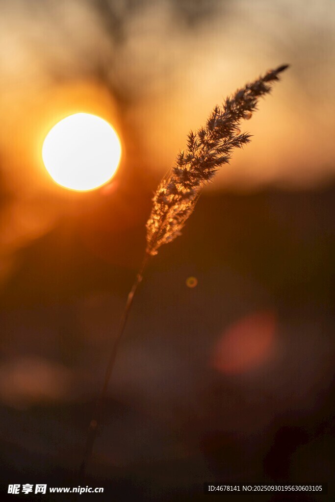 夕陽下的蘆葦