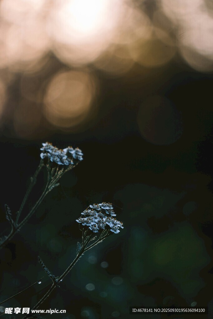 夕陽(yáng)下的兩朵小白花