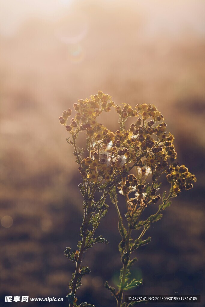 陽(yáng)光下的孤獨(dú)小花