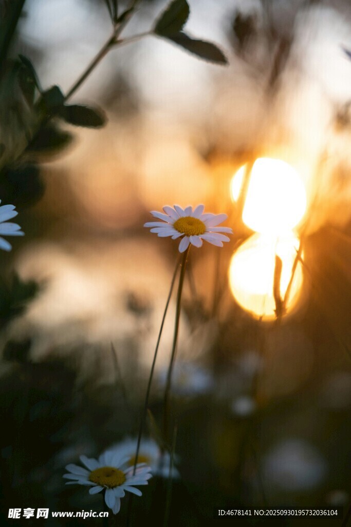夕陽下綻放的清新小雛菊