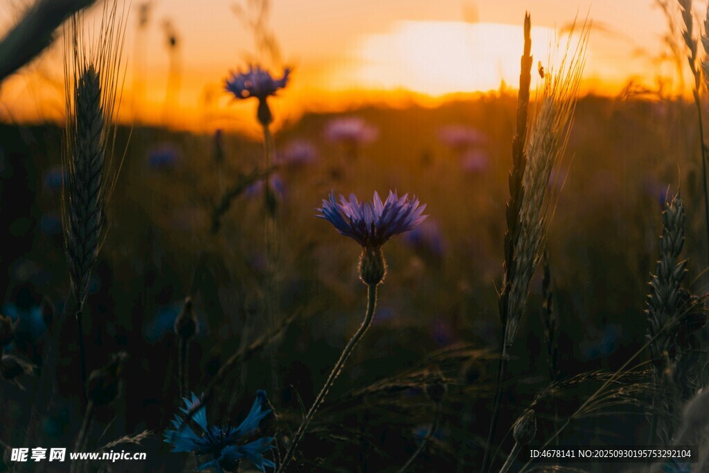 夕陽下的紫色野花美景