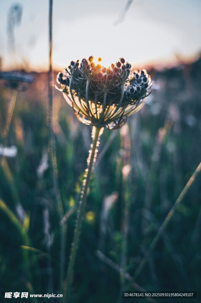 夕陽下的孤獨(dú)野花
