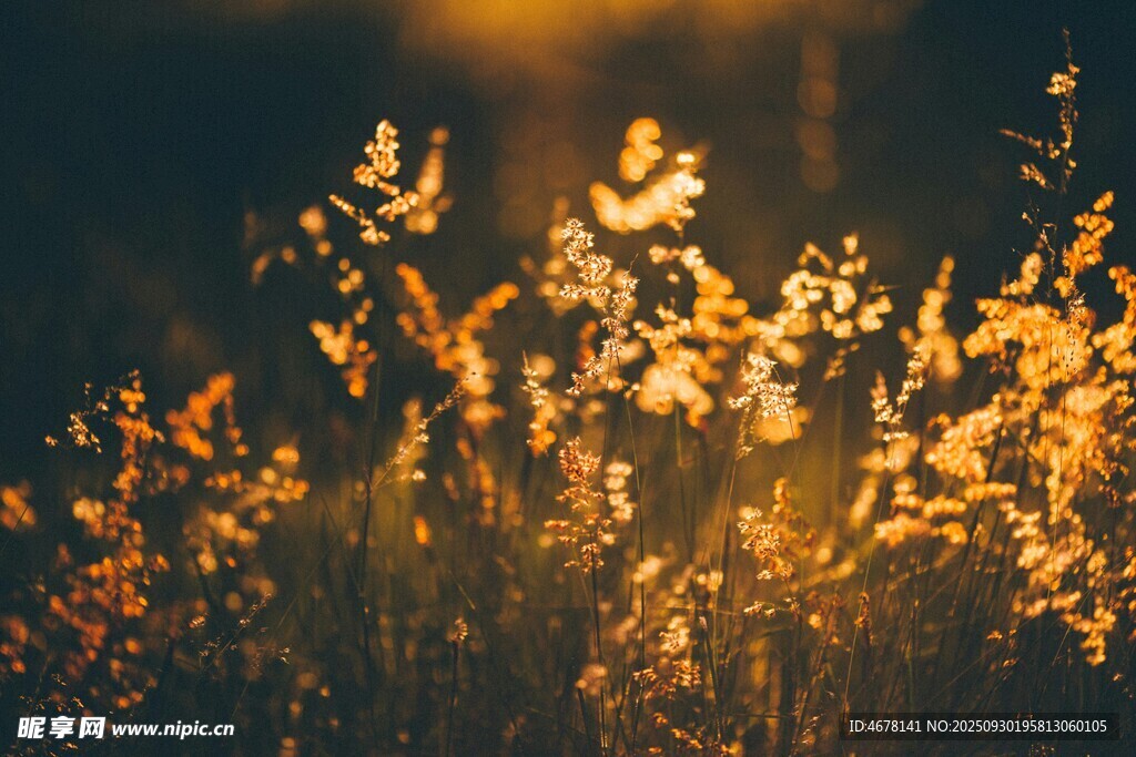 夕陽下的金色草叢