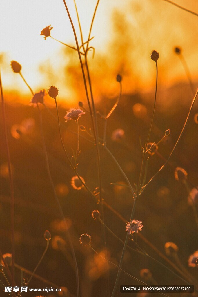 夕陽下的花草美景