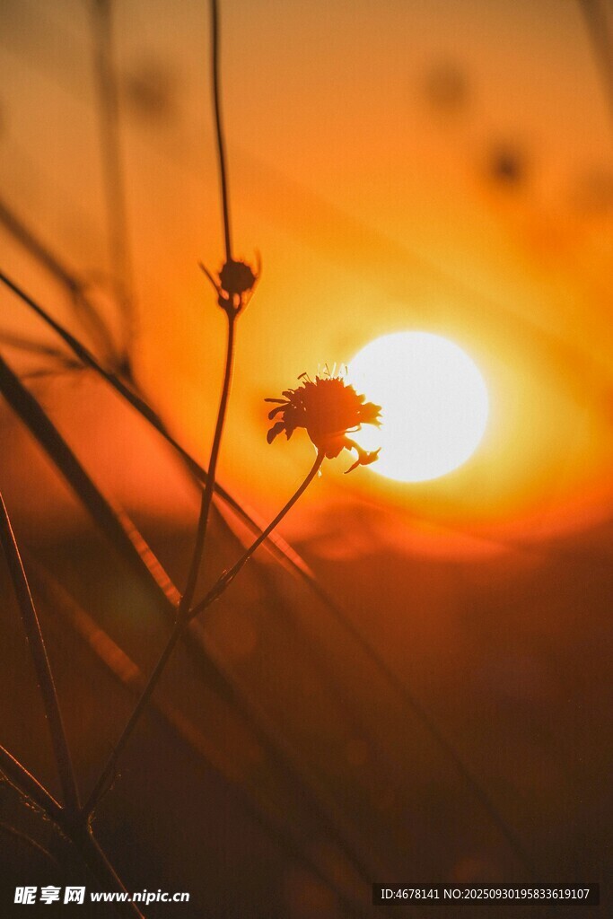 夕陽下的草花美景