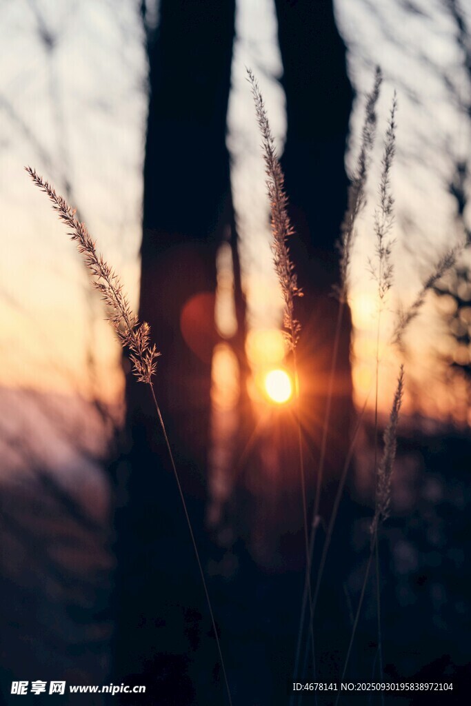 夕陽下的林間草木