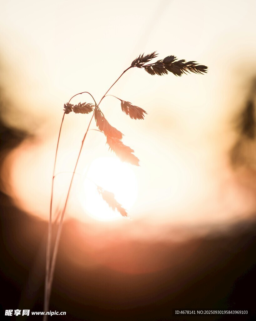 夕陽下的草莖
