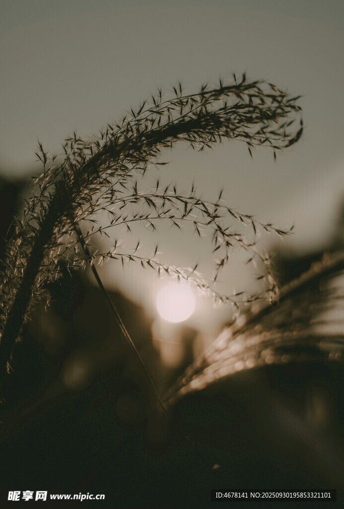 夕陽(yáng)下的搖曳狗尾巴草