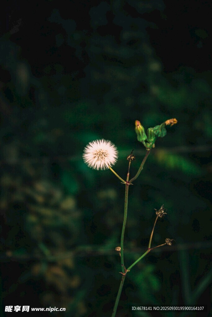 孤枝上的白色絨球小花