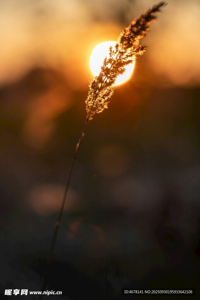 夕陽下的草尖
