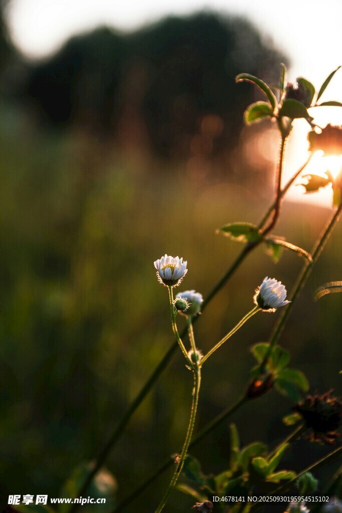 夕陽下的清新小白花