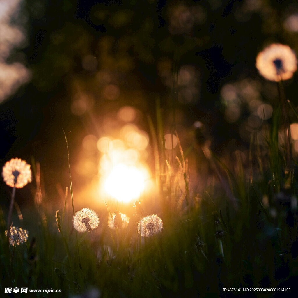 夕陽(yáng)下的蒲公英夢(mèng)幻美景