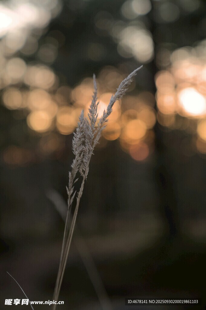 夕陽下的蘆葦