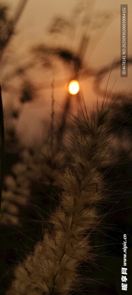 夕陽下的植物與閃爍燈火
