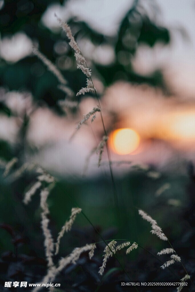 夕陽下的植物景致
