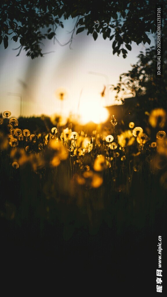 夕陽下的燦爛花海