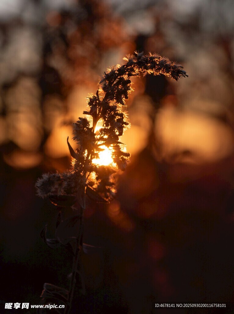 夕陽(yáng)下的植物剪影