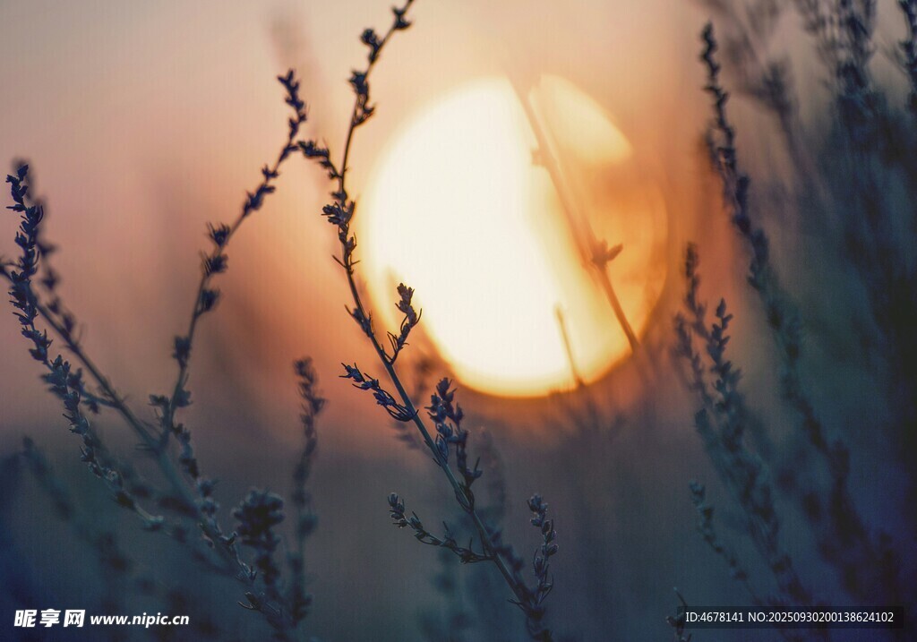 夕陽下的植物剪影