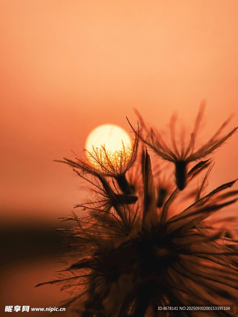 夕陽下的植物剪影