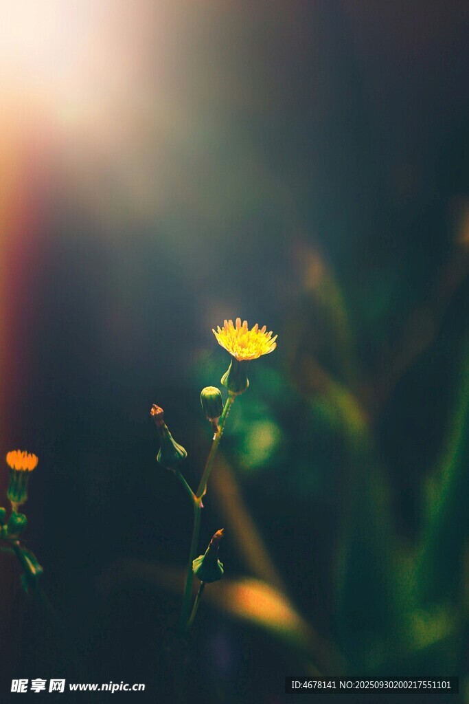 陽光下的黃色小花