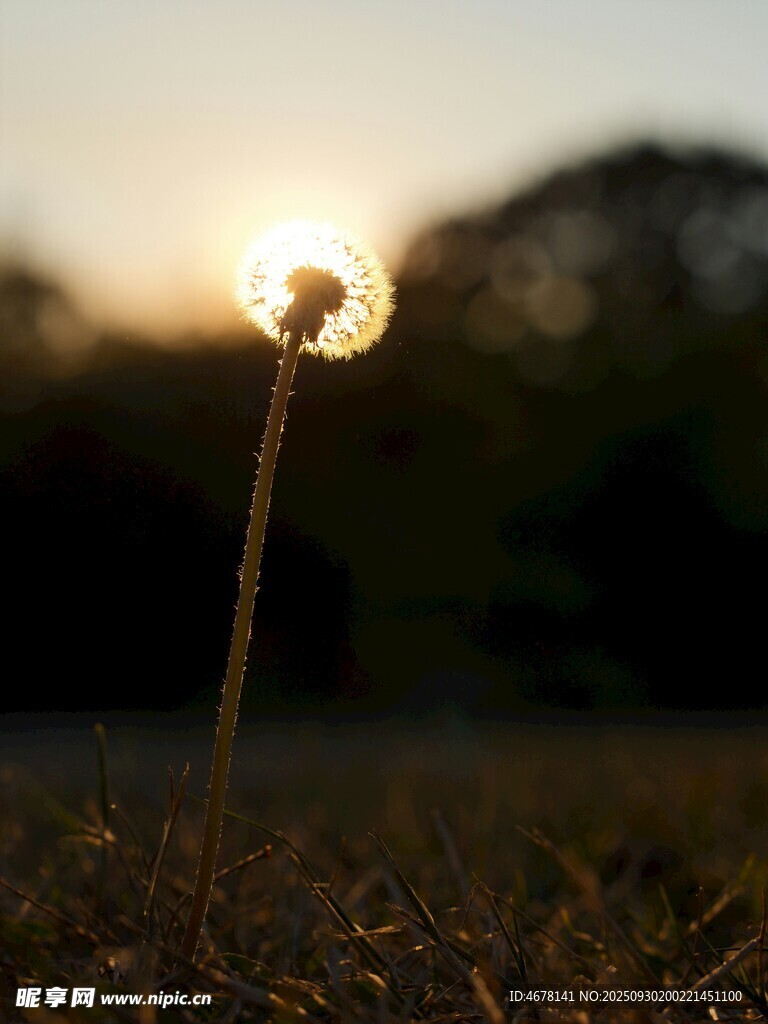 夕陽(yáng)下的蒲公英