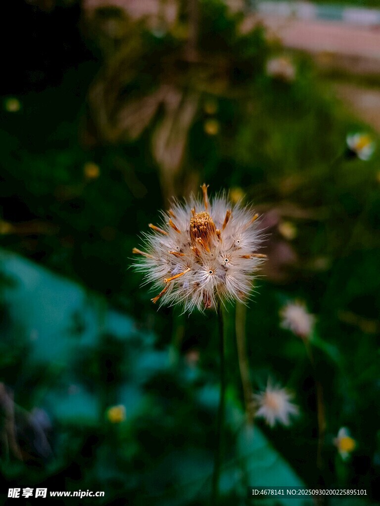 綻放的蒲公英