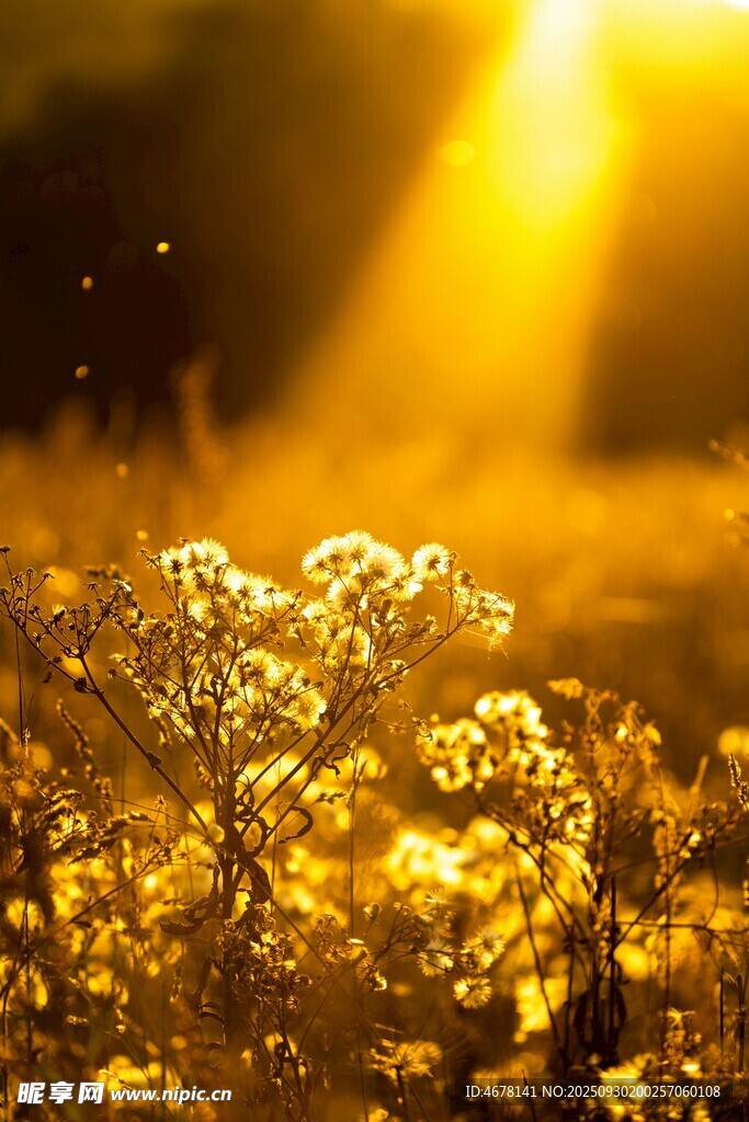 夕陽下的金色花草美景