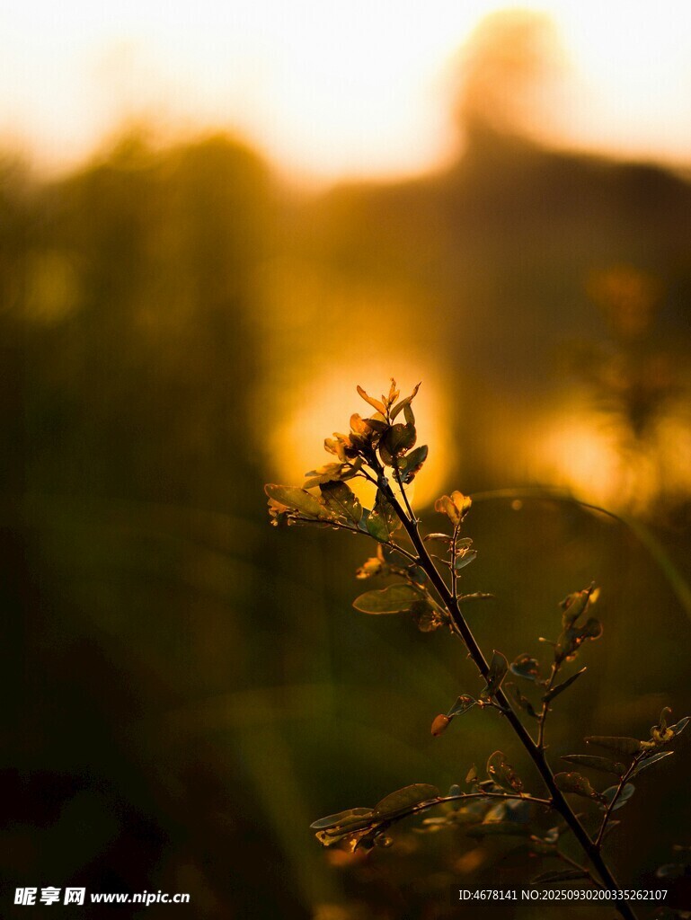 夕陽下的孤獨小花