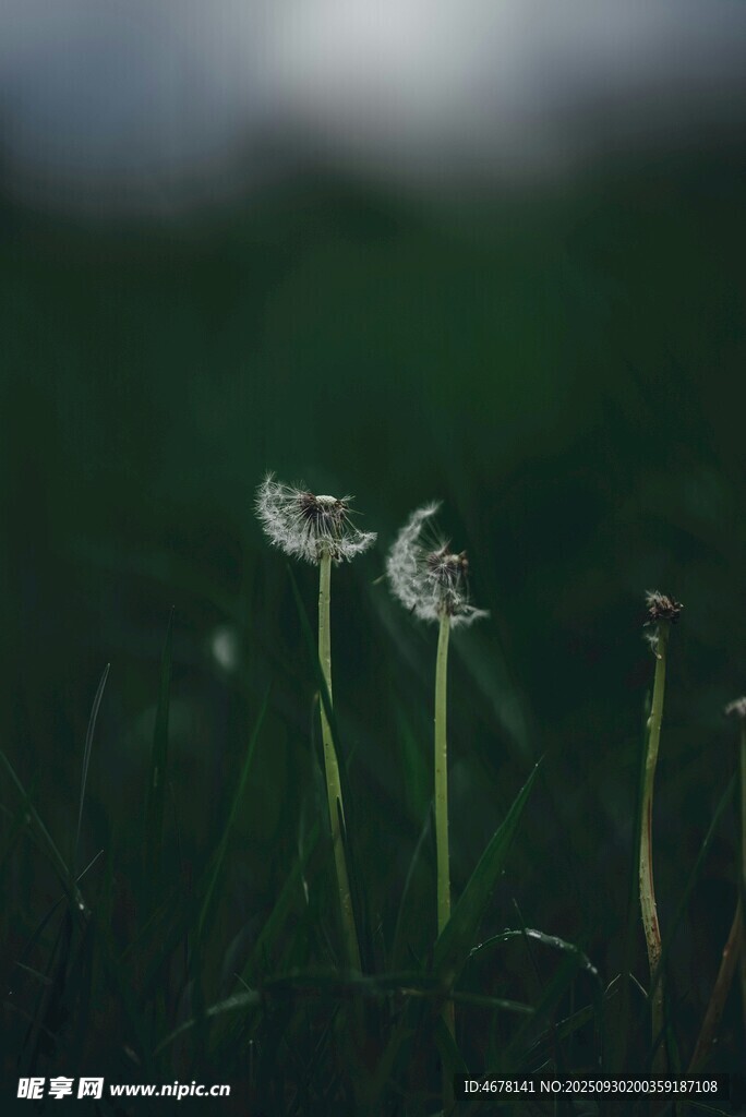 草地上的兩株蒲公英