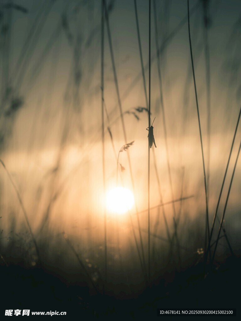 夕陽下的野草美景