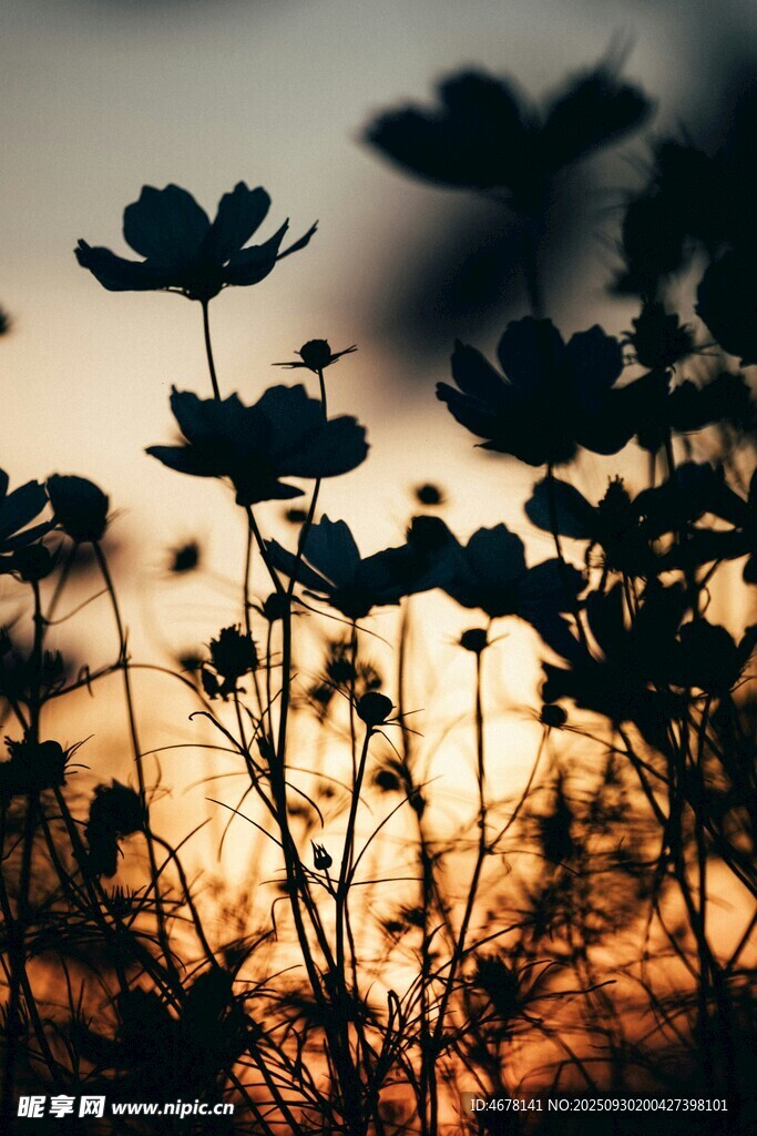 夕陽(yáng)下的花朵剪影