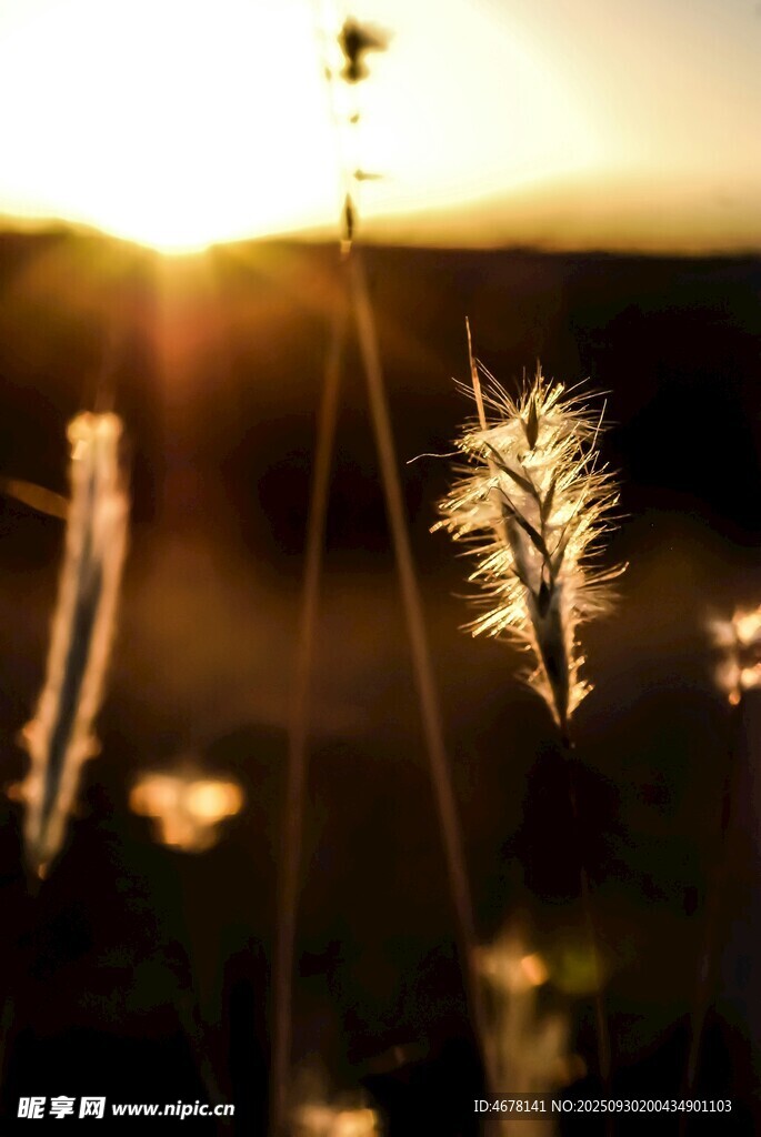 夕陽下的野草
