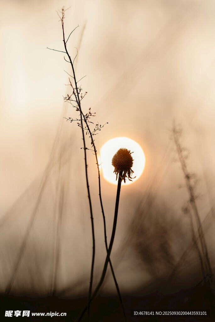 夕陽下的孤獨(dú)花朵