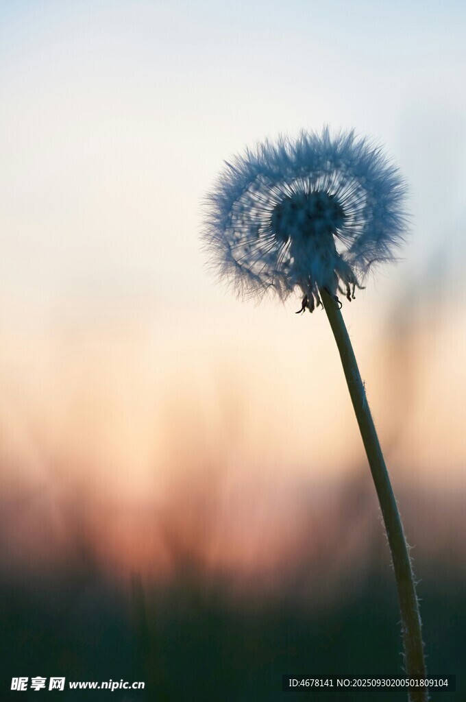 夕陽下的蒲公英