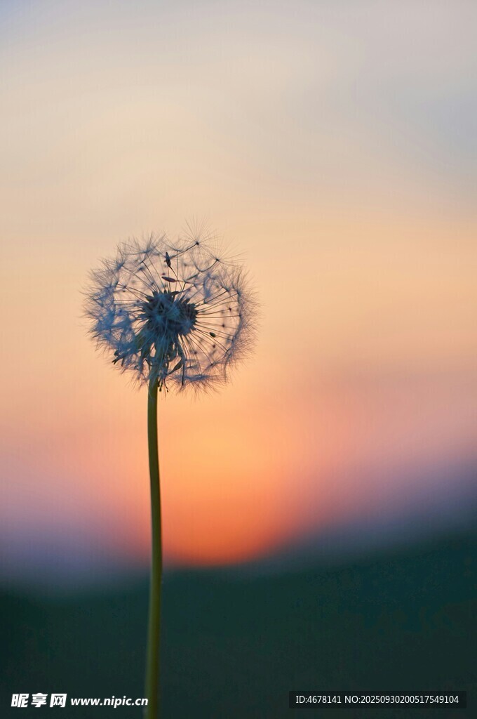夕陽(yáng)下的蒲公英