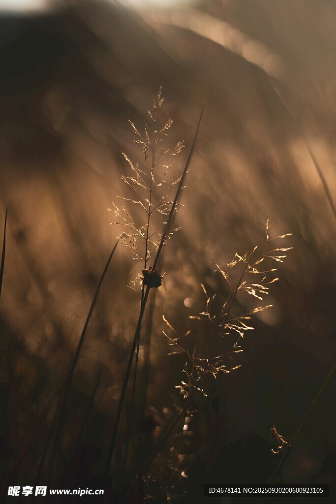 夕陽下的野草