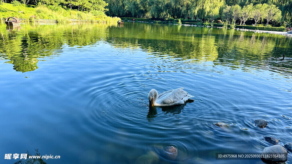 戲水