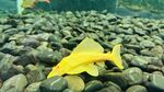 魚